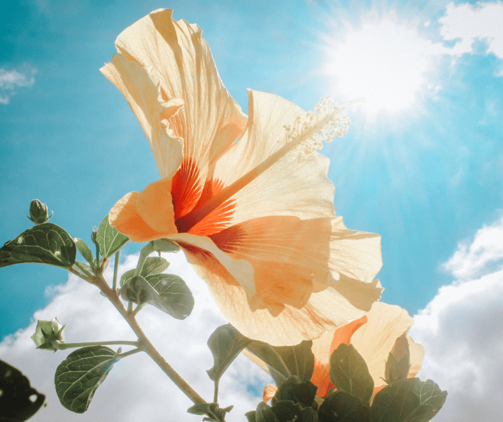 Keep Your Face Towards the&nbsp;Sun