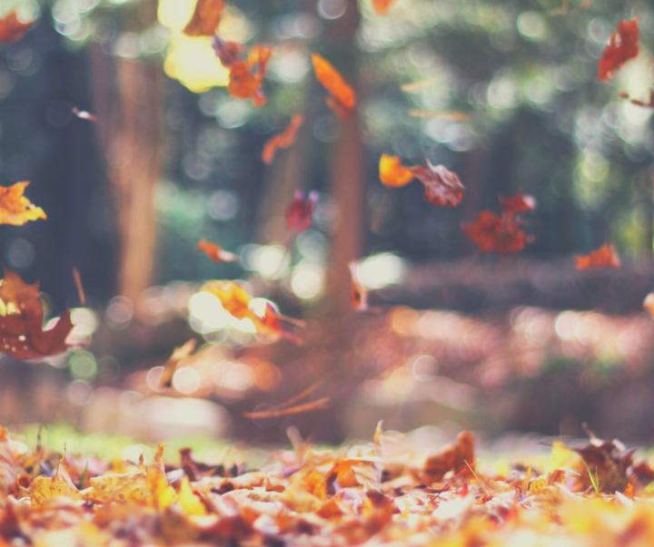 Watching Leaves Falling