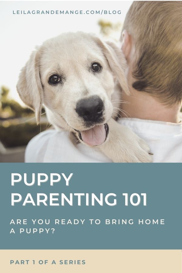 Bringing home a new puppy, blog
