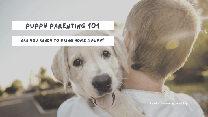 Puppy Parenting 101 : Are You Ready to Bring Home a Puppy? [Part&nbsp;1]