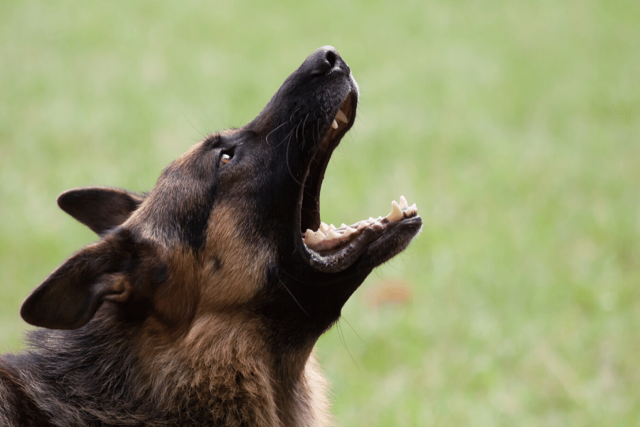 4 Clues to Why Your Dog is Barking