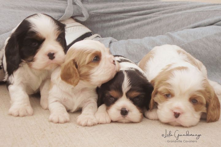 Puppy Record Keeping for Breeders Made Easy: A Trusted Companion for Welcoming New&nbsp;Paws