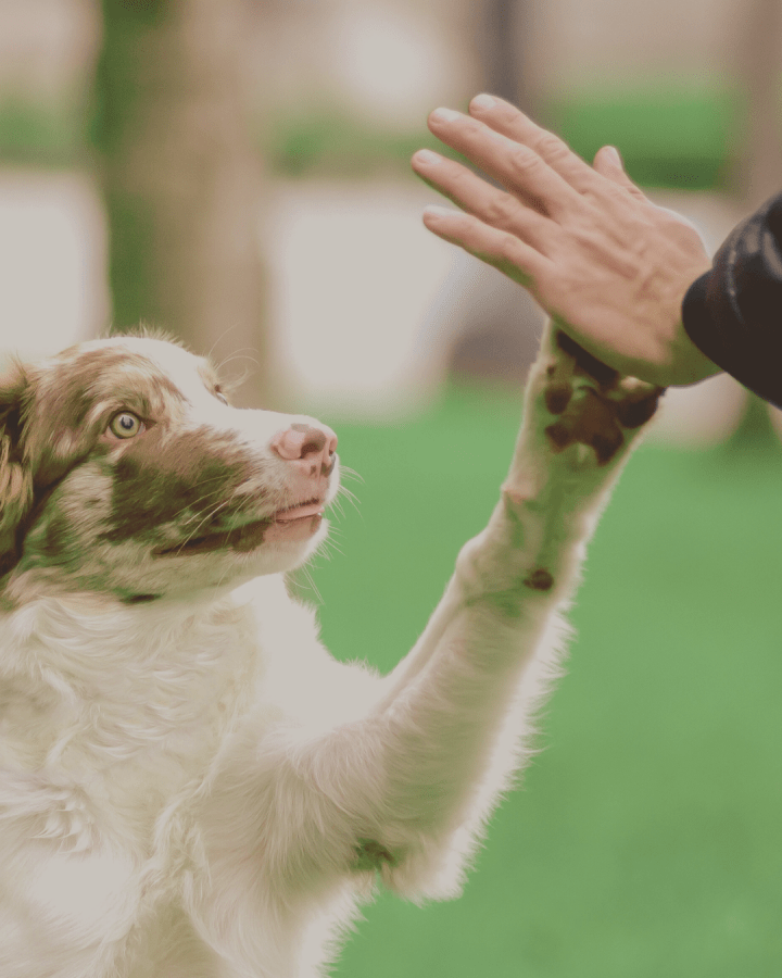 10 Dog Quotes About&nbsp;Friendship